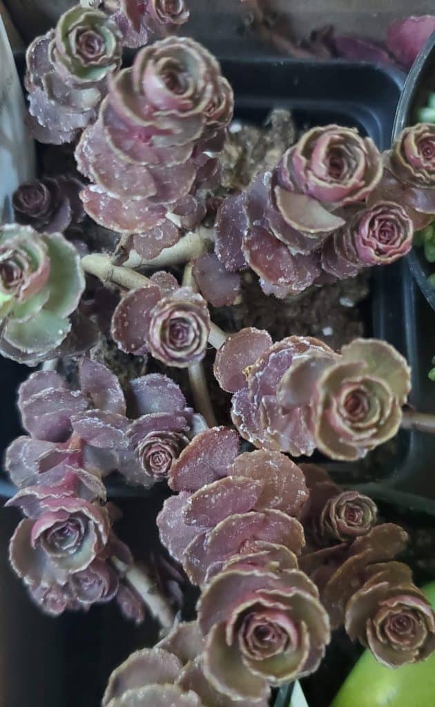 sedum spurium