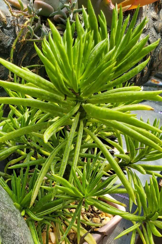 senecio barbertonicus 'succulent bush senecio'