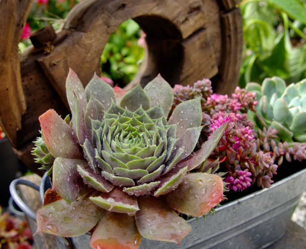 shallow tin succulent planter