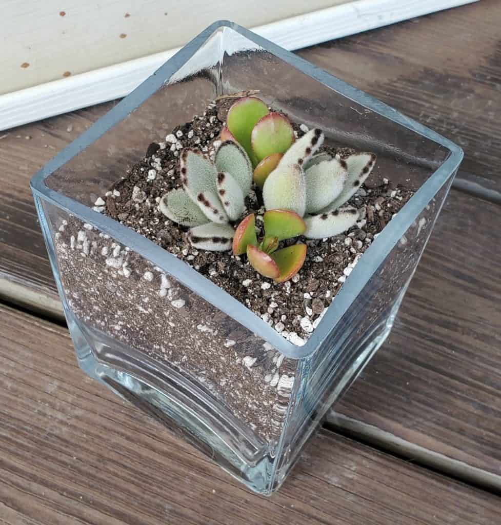 small succulents in a glass cube propagated by cuttings