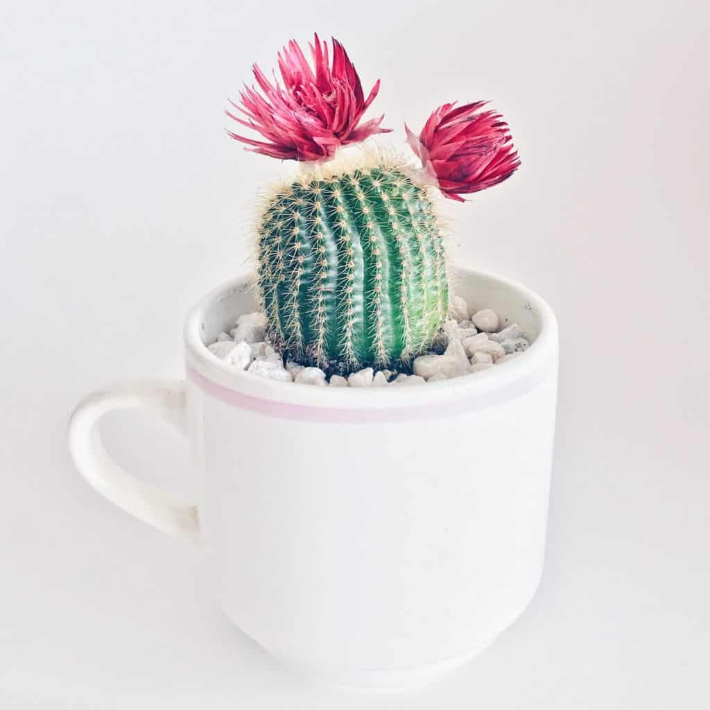 teacup coffee mug succulent planter
