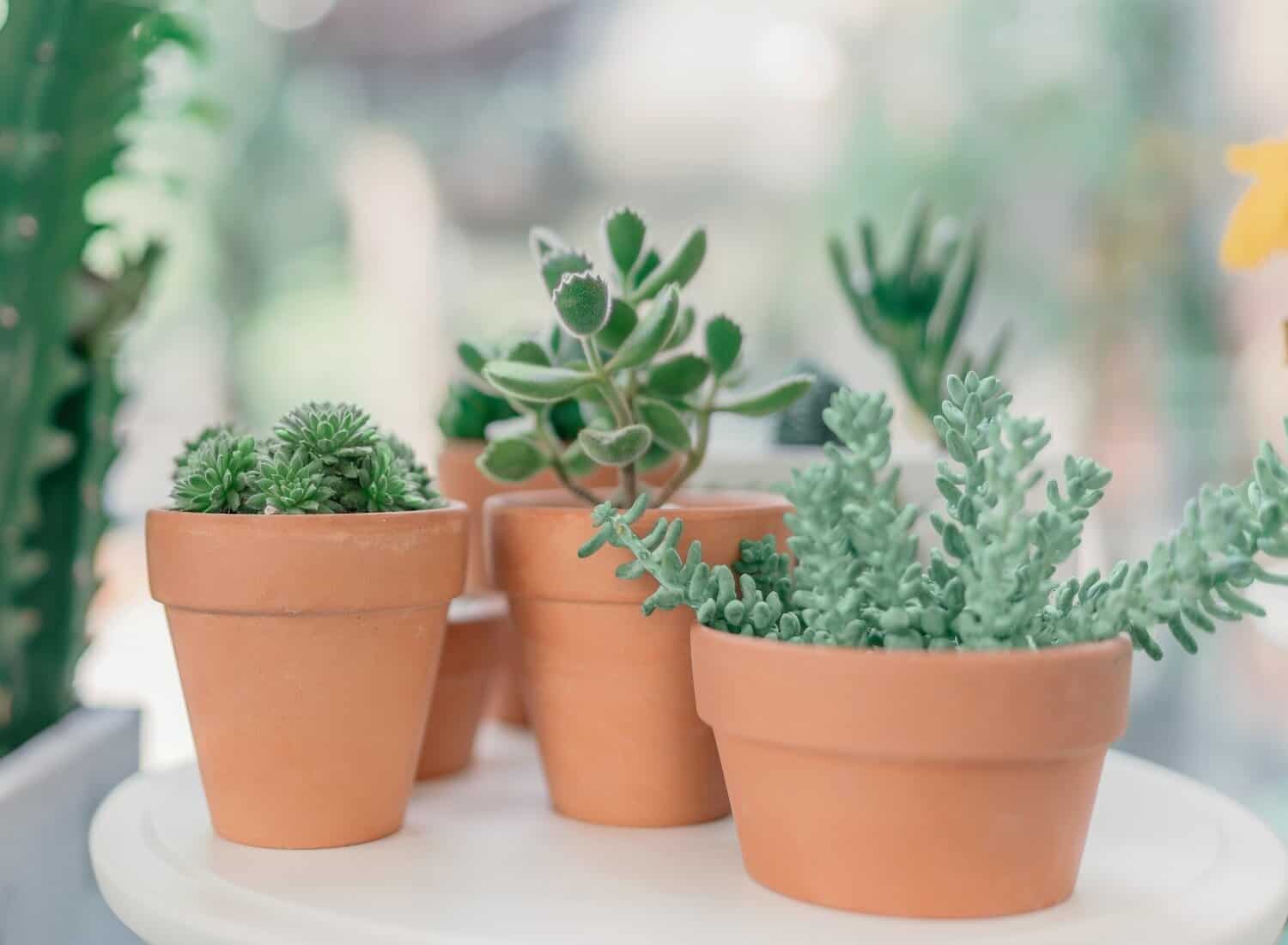 terracotta succulent pots