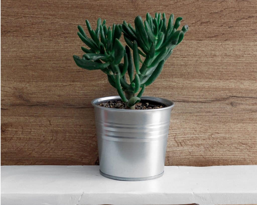 tin can succulent planter