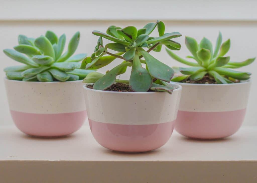 white and pink ceramic succulent planters