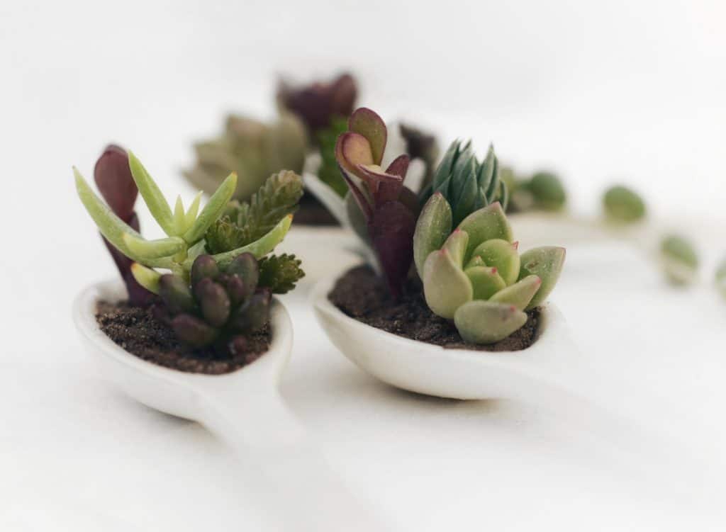 white spoons with succulents