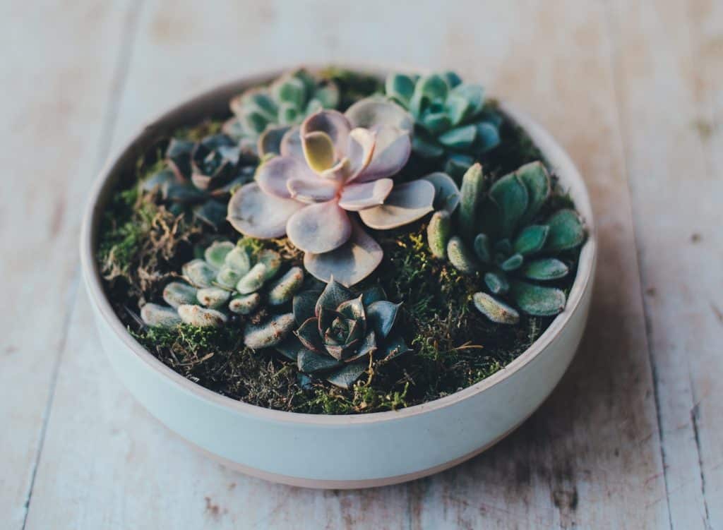 wide shallow white bowl succulent planter