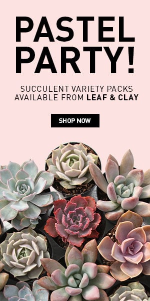 Leaf & Clay pastel party large banner