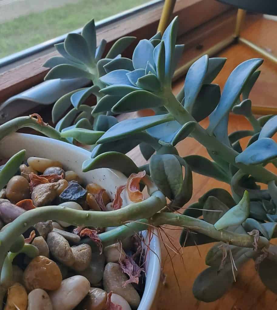 Leggy succulents reaching toward a window for sunlight