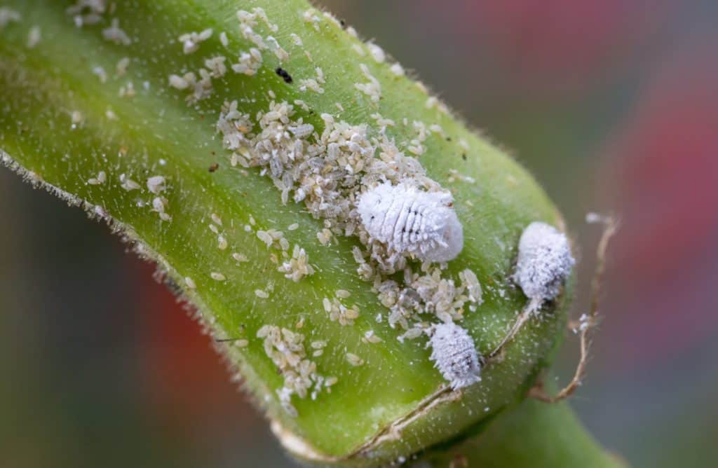 Mealybugs on a succulent leaf