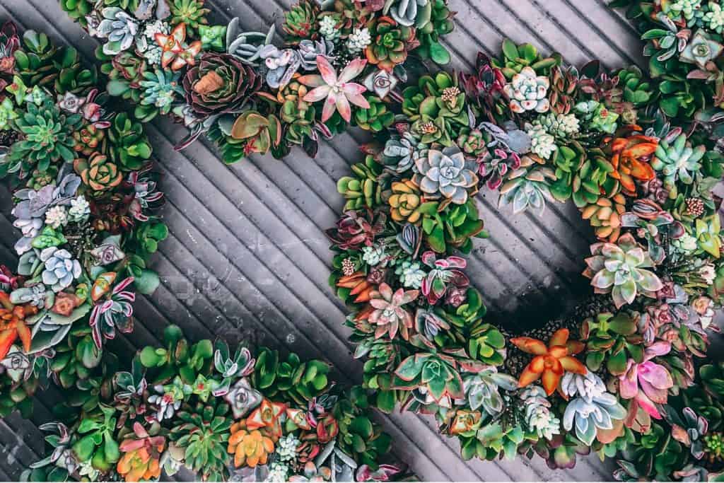 Succulent wreaths laying on a gray surface