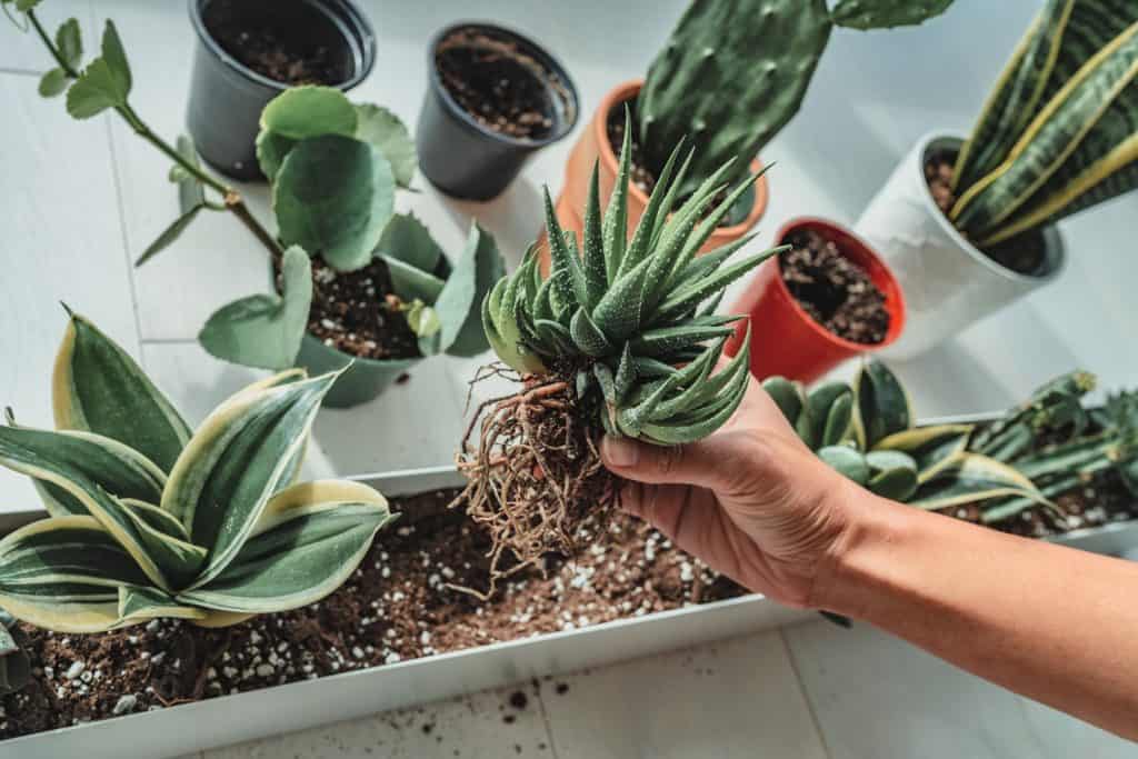 Woman repotting succulents into a window planter