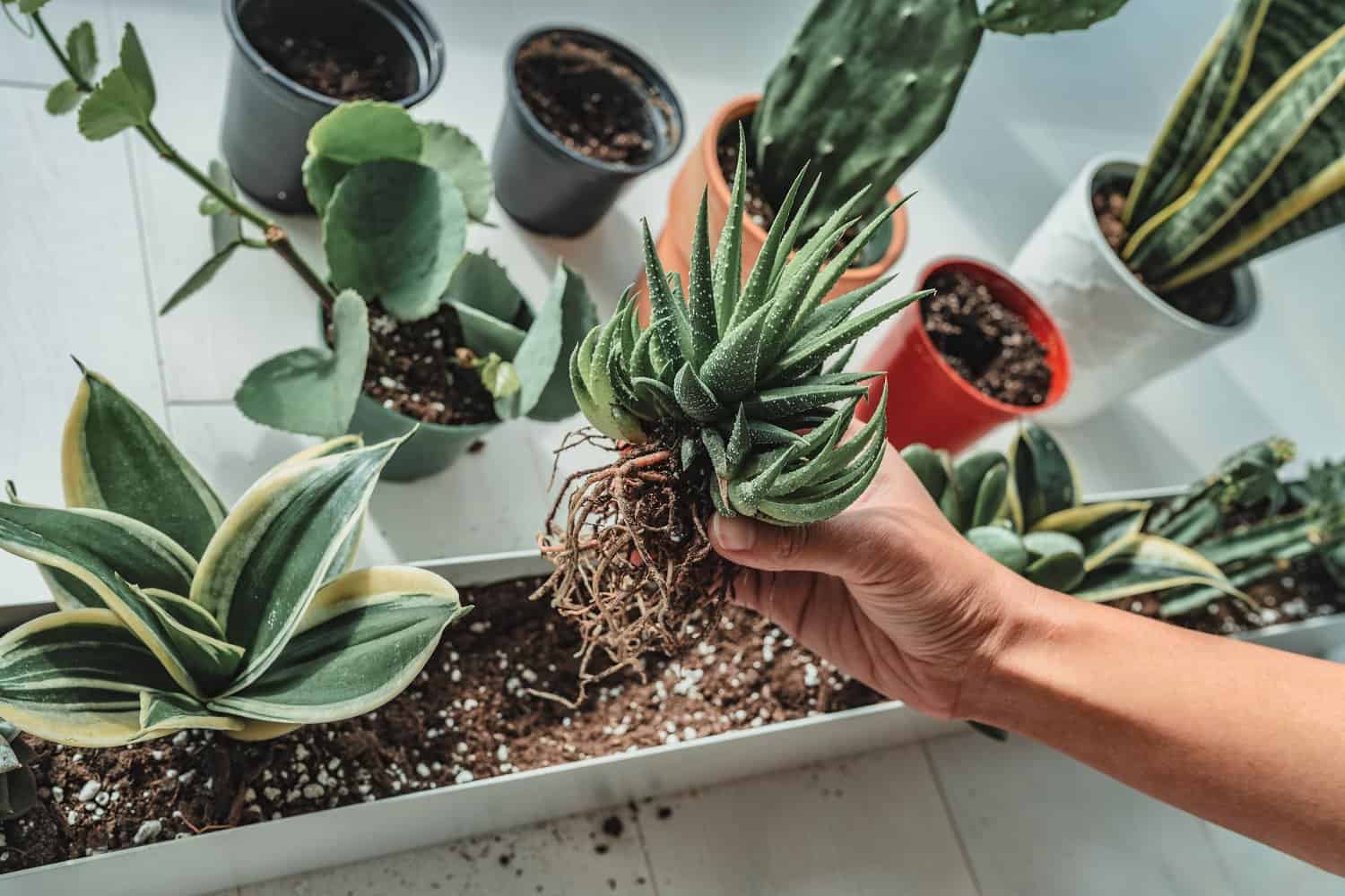 A Step-by-Step Guide to Repotting Aloe Vera (+ 5 Best Practices) – Rosy Soil