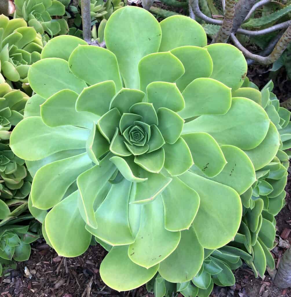 aeonium arboreum ‘tree aeonium'