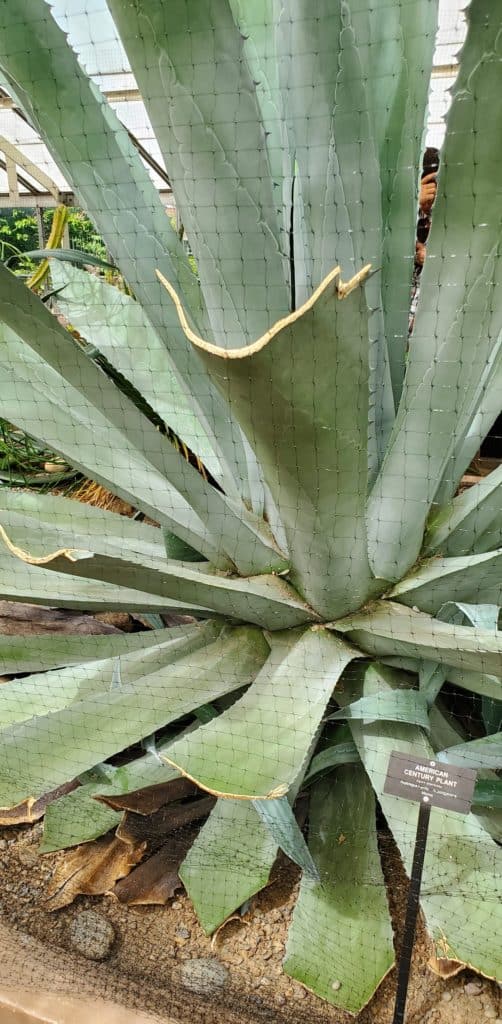 agave americana century plant