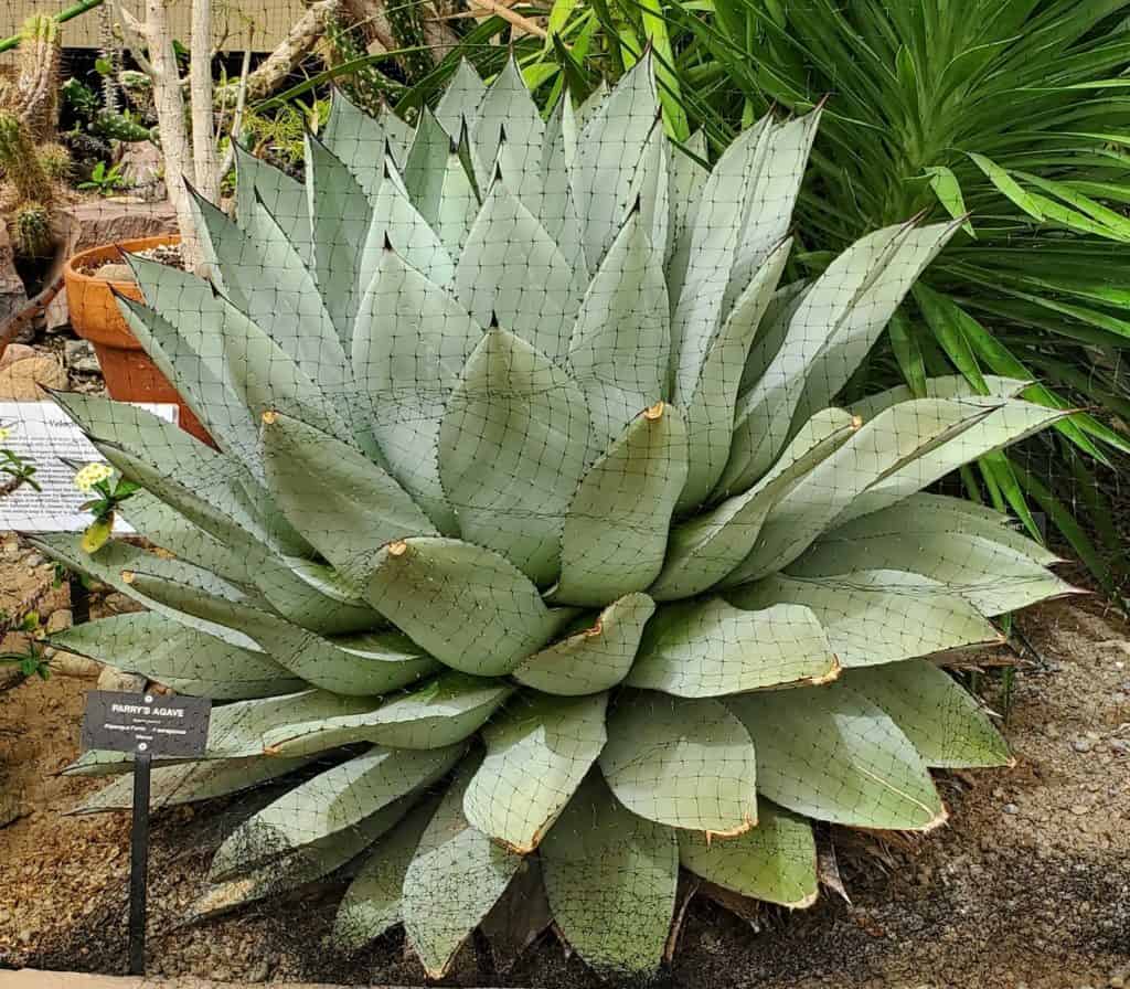 agave parryi ‘parry’s agave’