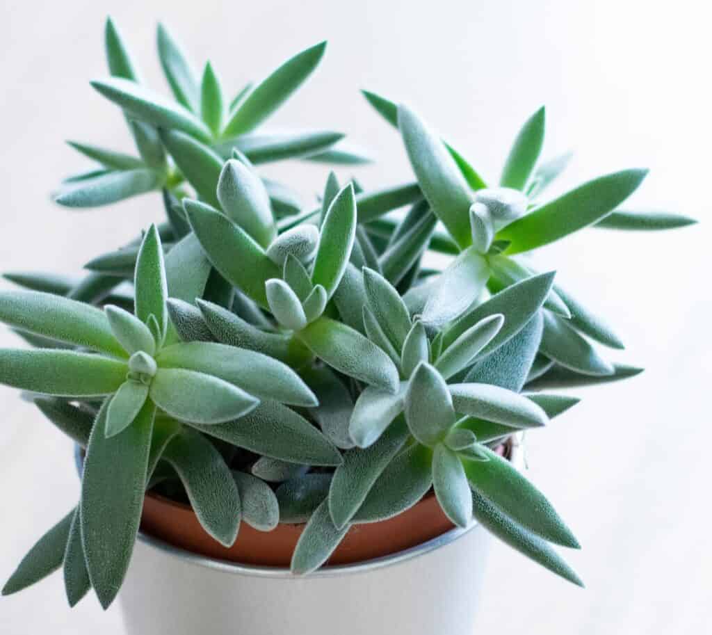 crassula-mesembryanthemoides-tenelli