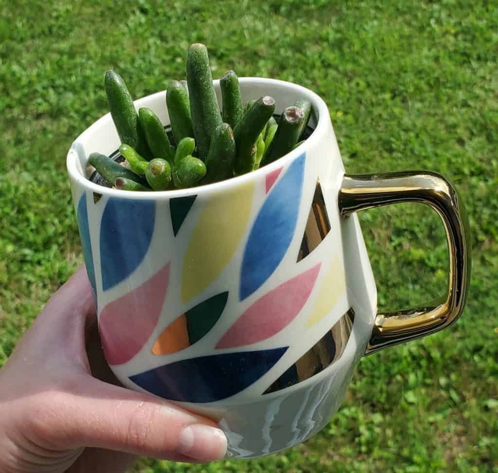 crassula ovata ‘gollum jade’ in a coffee mug