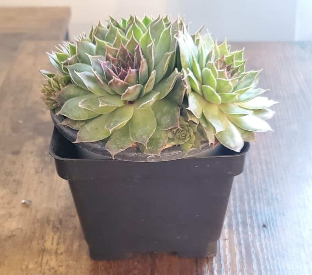 crowded sempervivum succulent with pups