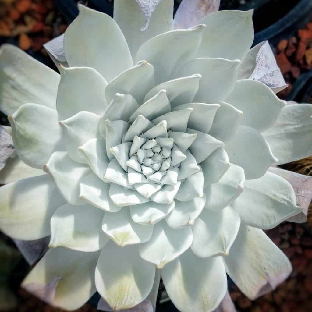 dudleya pulverulenta 'chalk liveforever'