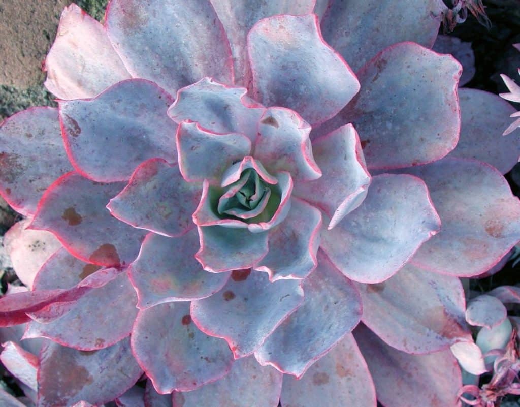 echeveria afterglow with red tips