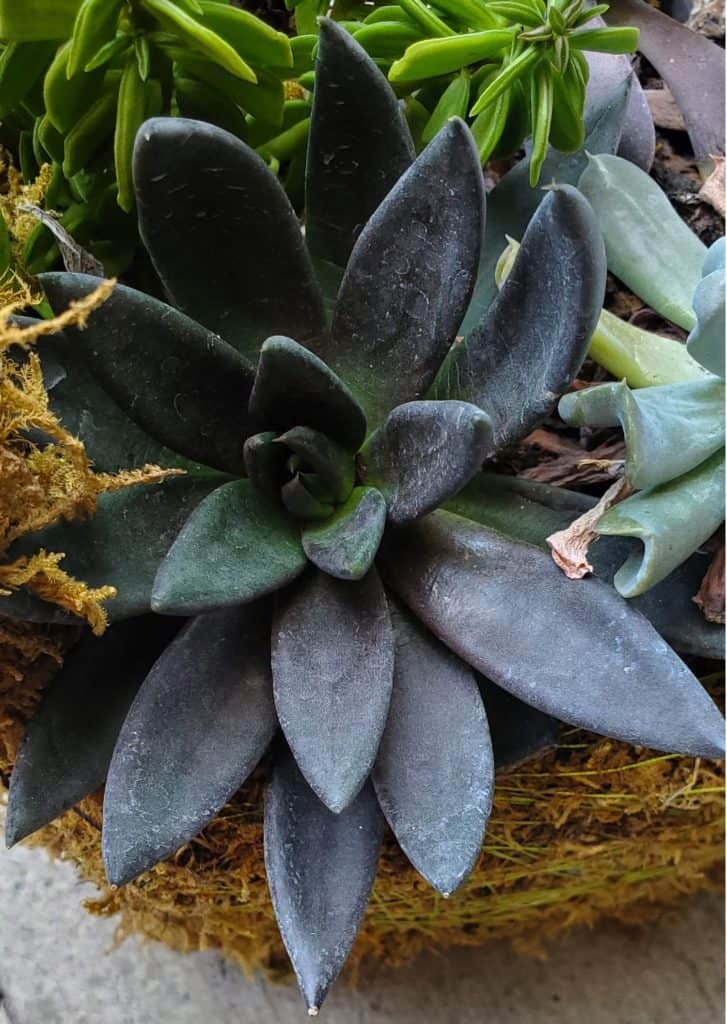 echeveria 'black knight'