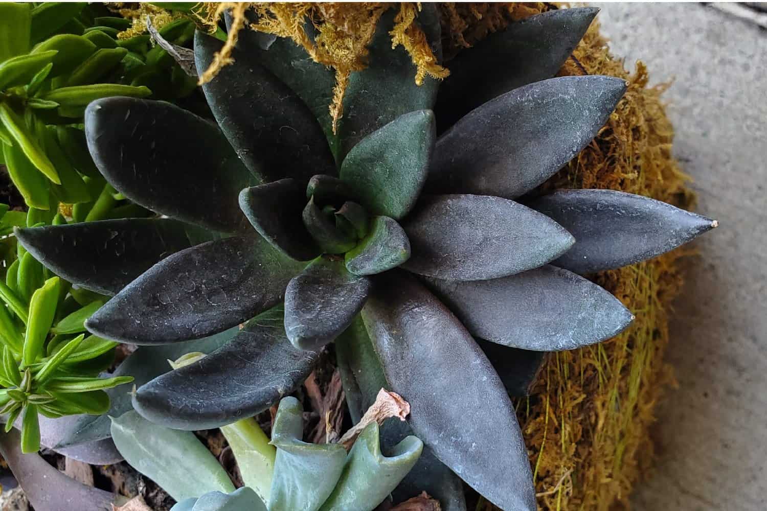 echeveria 'black knight' succulent
