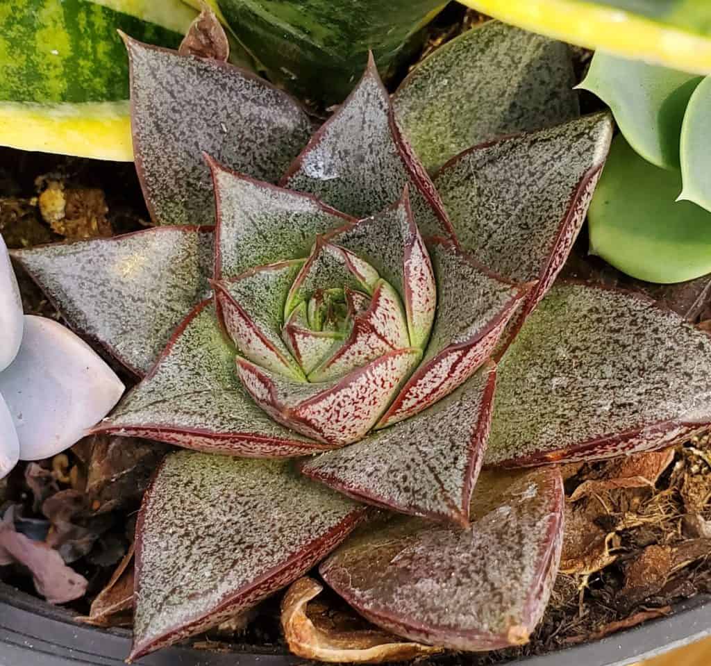 echeveria 'dionysos'