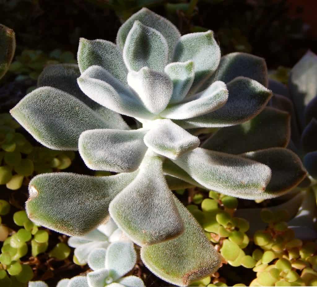 echeveria 'doris taylor'