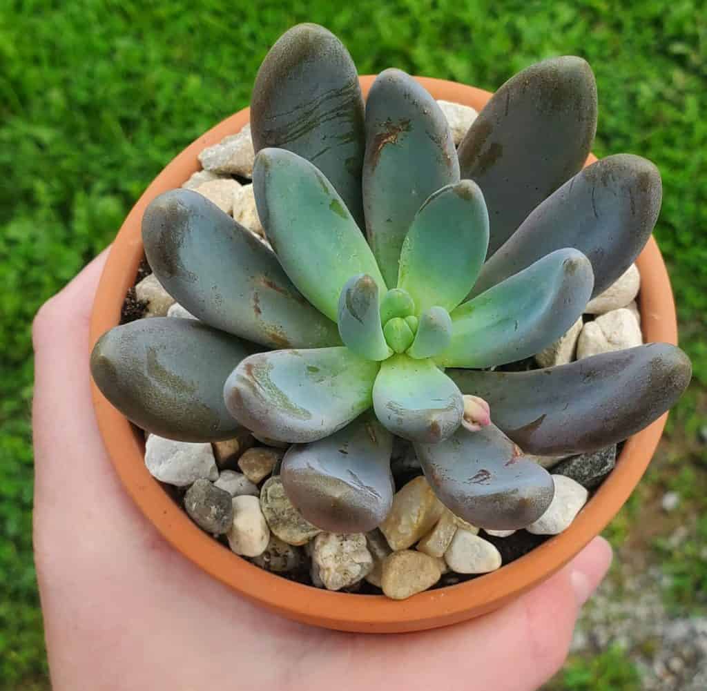 vibrant echeveria in a terracotta pot