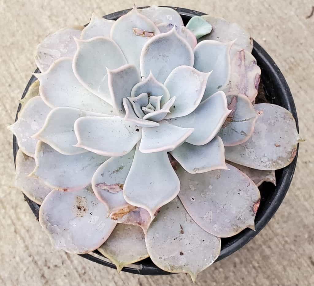 Echeveria Lilacina 'Ghost Echeveria'