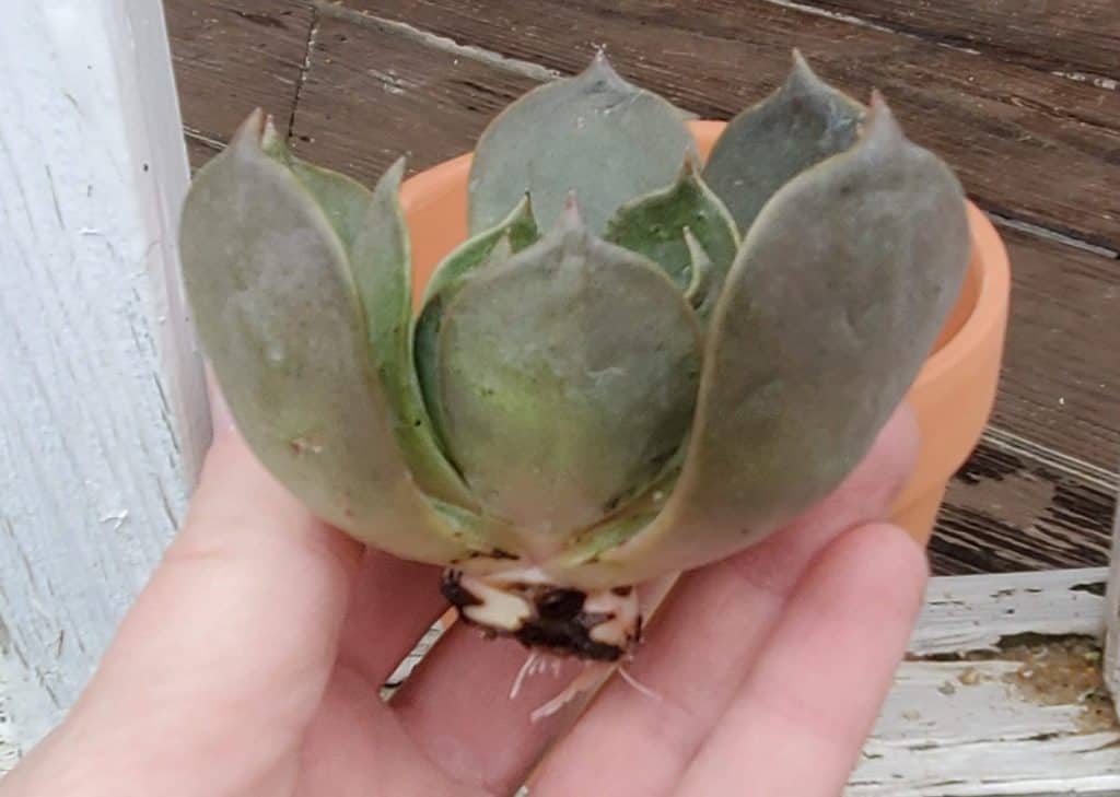 echeveria 'marrom' head with new roots sprouting