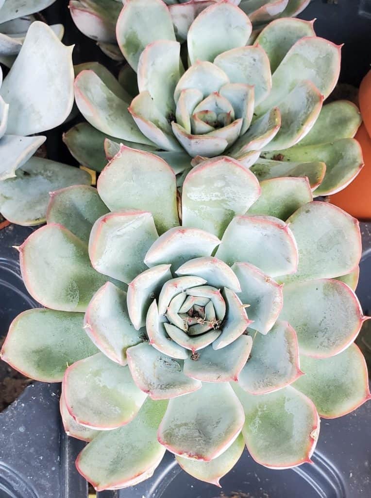 echeveria morning beauty with dusty red tips
