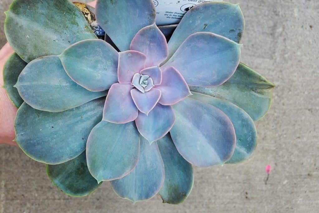 Succulents in Blue Planter  Paint-by-Number Kit for Adults — Elle Crée  (she creates)