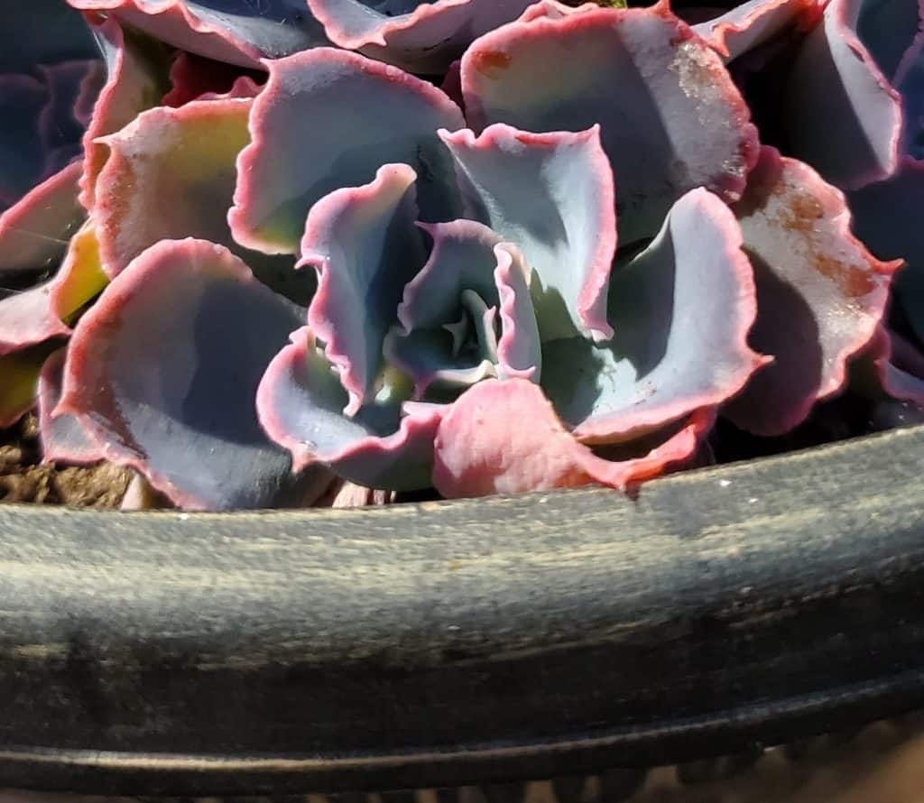 echeveria pink frills in a planter