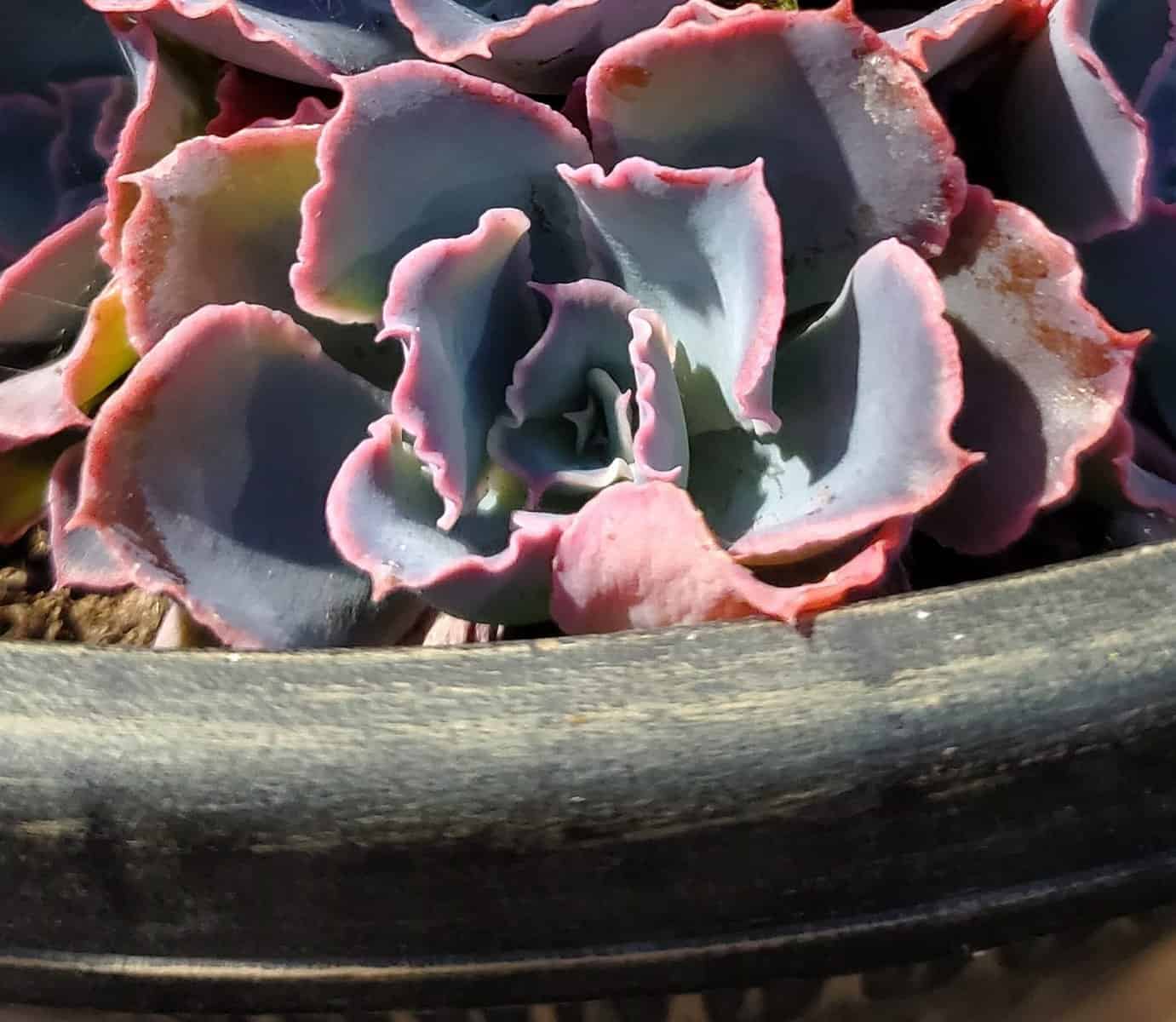 How Much Sun Do Succulents Need?