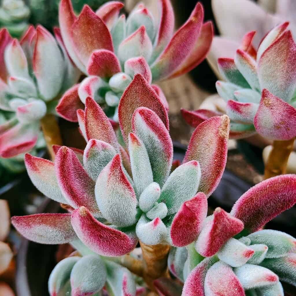 echeveria 'pulv-oliver' (red echeveria)