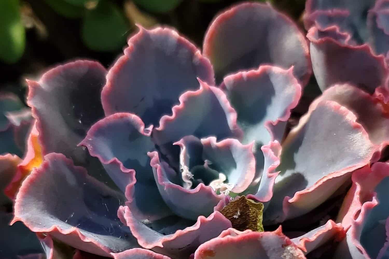 echeveria shaviana 'pink frills' facing the sun