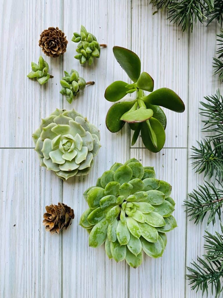 green succulents