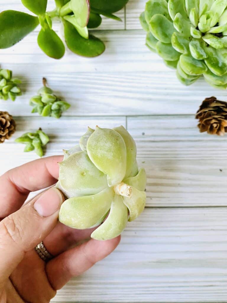 hand holding succulent in preparation