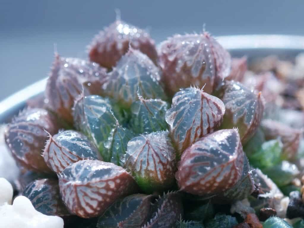 haworthia cooperi 'cooper's haworthia'