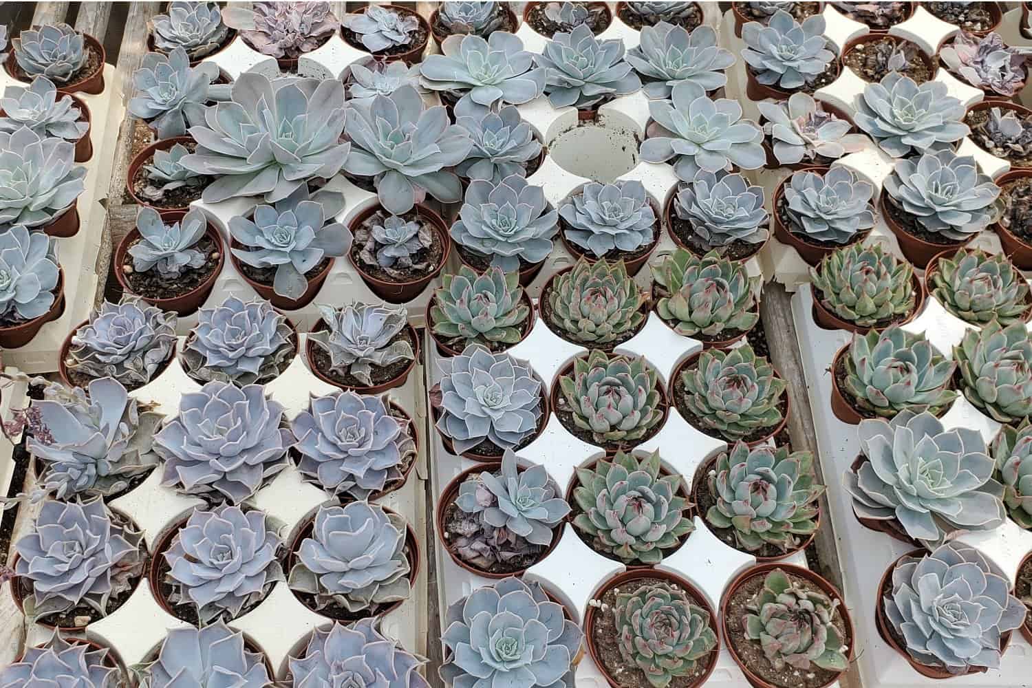 huge selection of echeveria succulents in a store