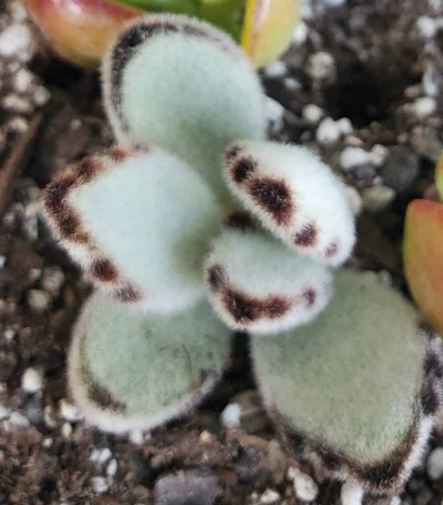 kalanchoe tomentosa 'panda plant'