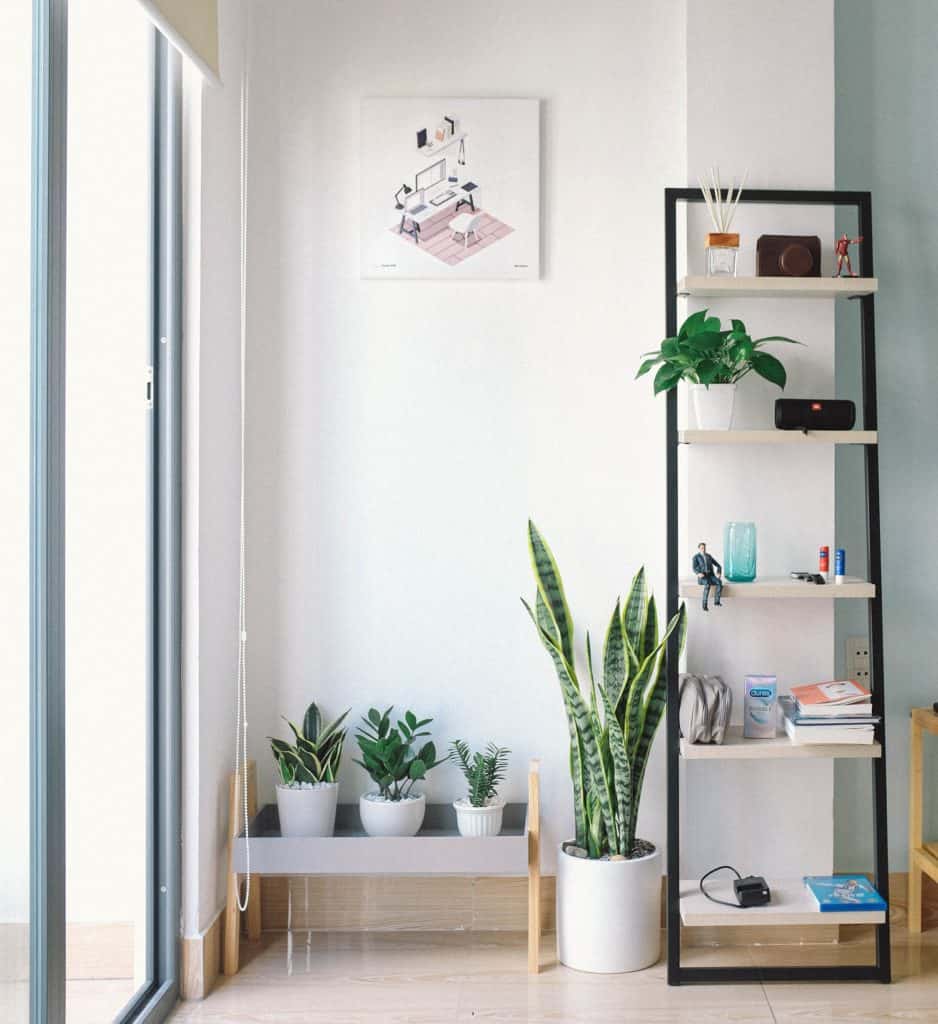 ladder shelves with plants