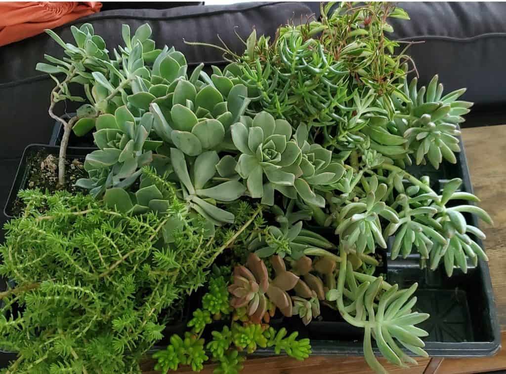 large batch of nine succulents that drastically need repotting