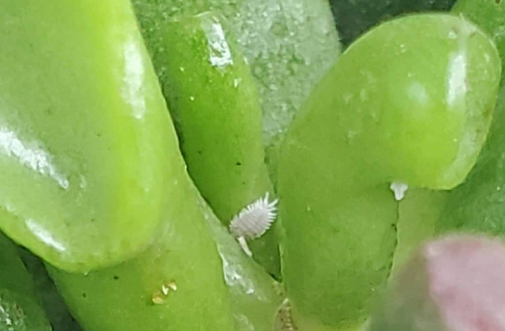 Mealy bug on a succulent