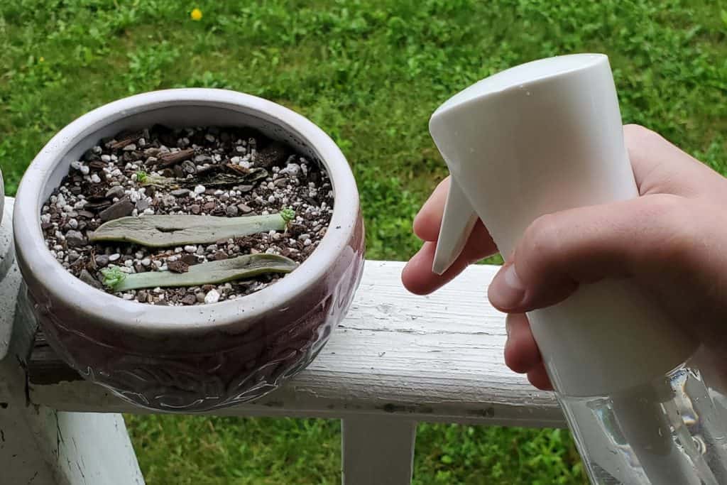 misting propagated succulent babies with a spray bottle