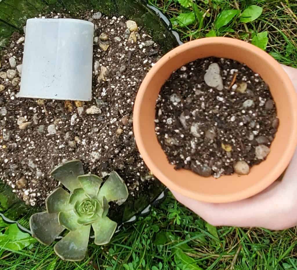 planting a succulent in soil with perlite