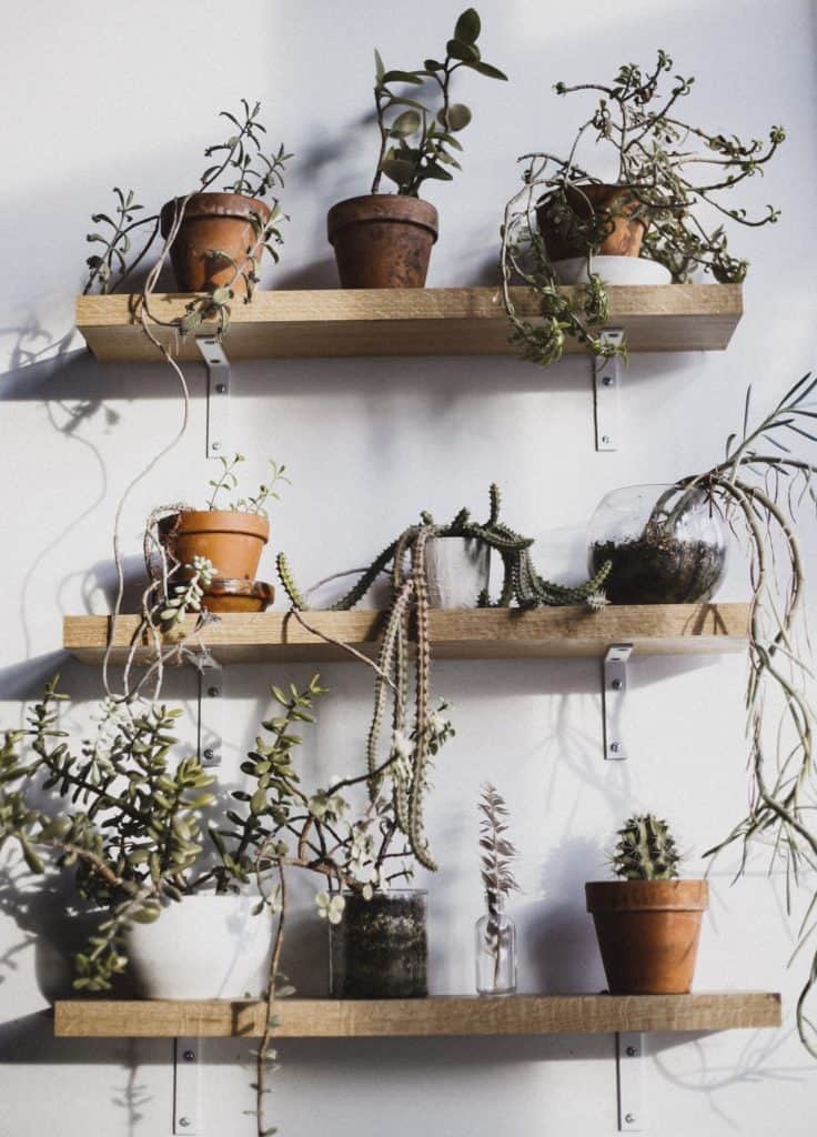 succulents on shelves