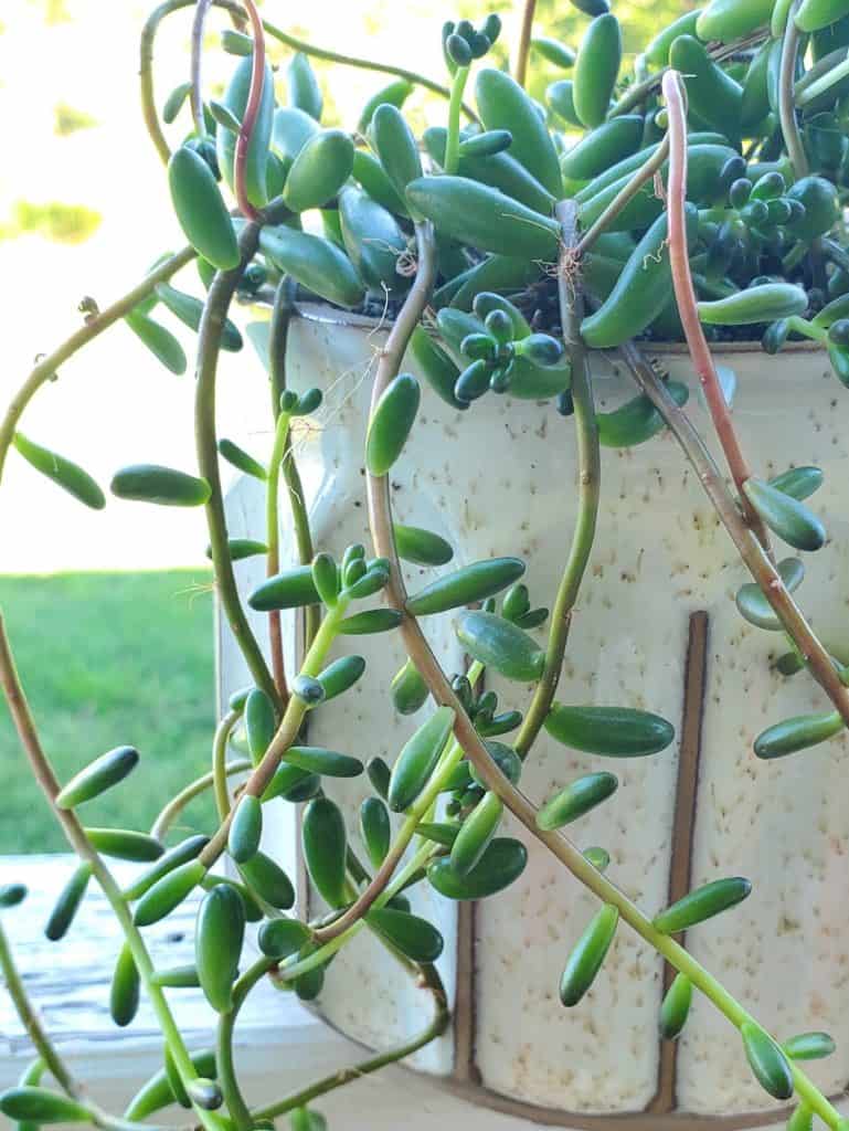 sedum rubrotinctum 'jelly beans'