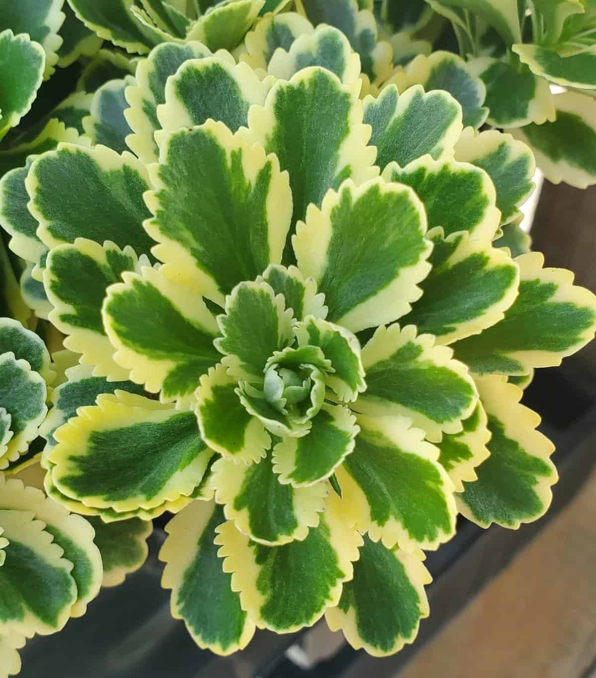 100+ Types of Succulents with Pictures & Names (Identification)